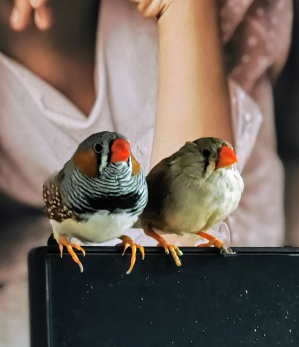 Амадины зебровые пара