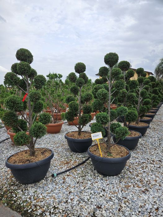 Pom pon calitate superioară