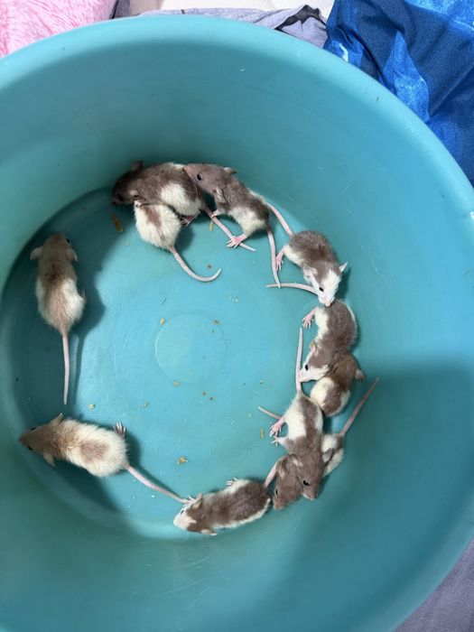 Продам декоративных крысят