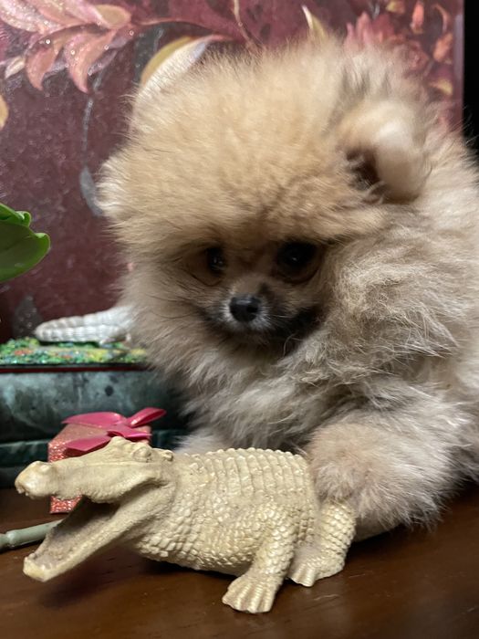 Щенки померанского шпица