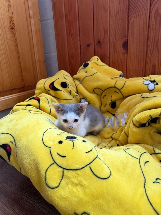 Подарявам котенце
