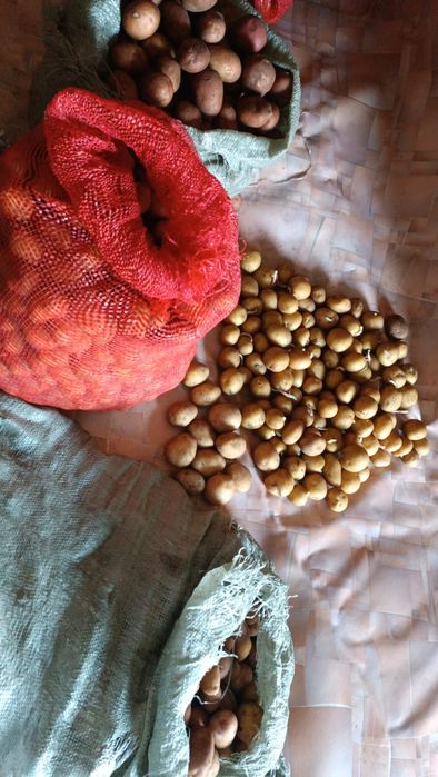 Картофель семенной