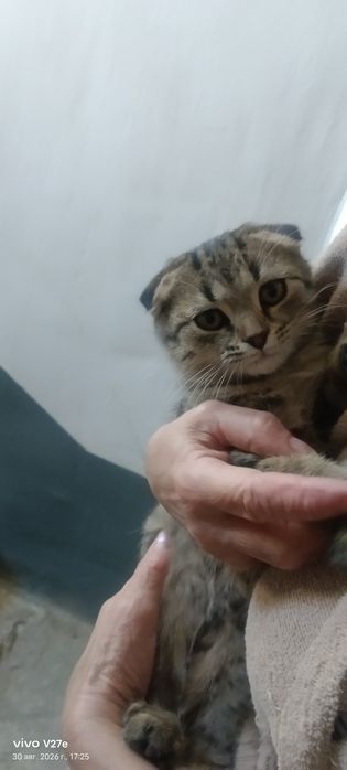 Отдадим котенка бесплатно