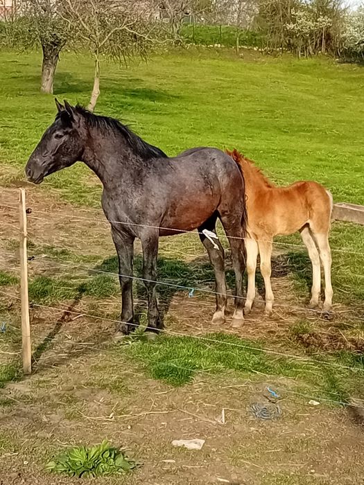 De vânzare manza