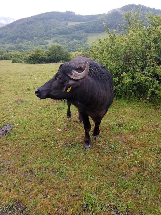 Junincă de bivol gestantă