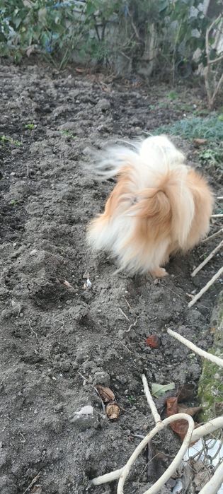 Мъжко куче шпиц-померан на  15  месеца