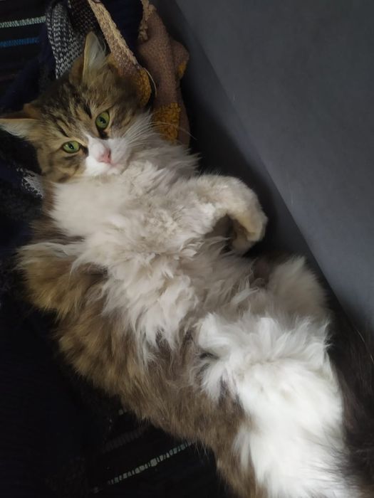 Кошка 4 года воспитанная