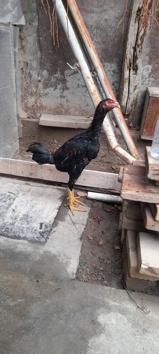 Dakan joʻja xoʻroz