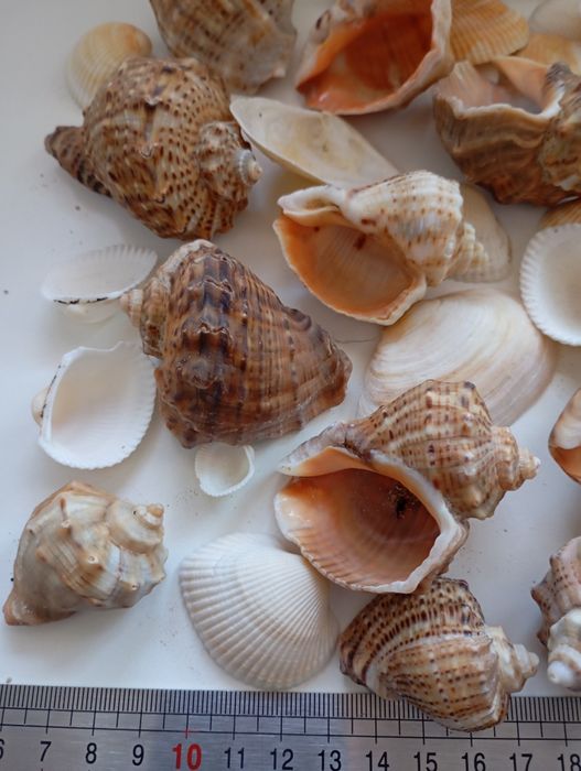 Melci și scoici naturale pentru acvariu sau pentru decor