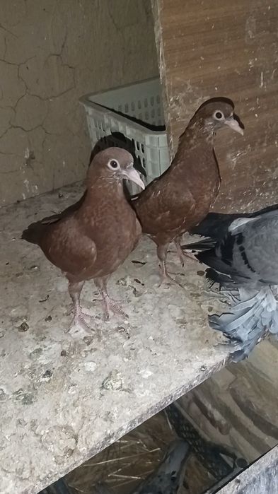 Голуби пискуны американцы