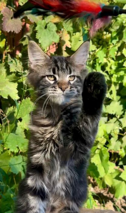 Шикарные котята Мейн Кун
