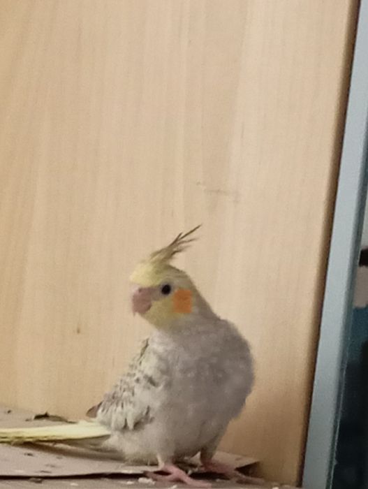 Vând pui blând nimfa