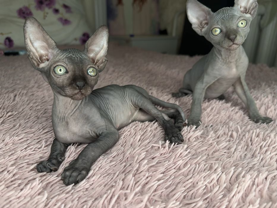 Котята сфинкса.