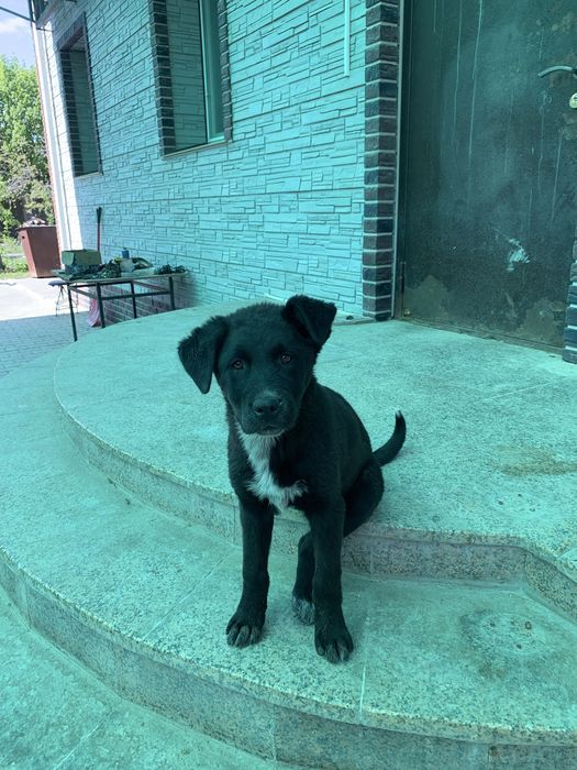 Собака 2,5 месяца