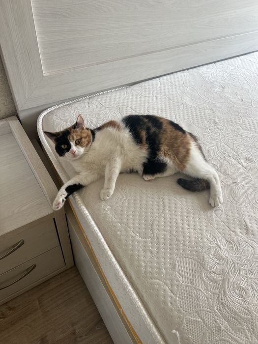 Кошка трех цветная