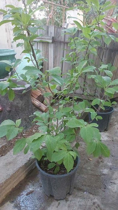 Магнолия листопадная гибридная