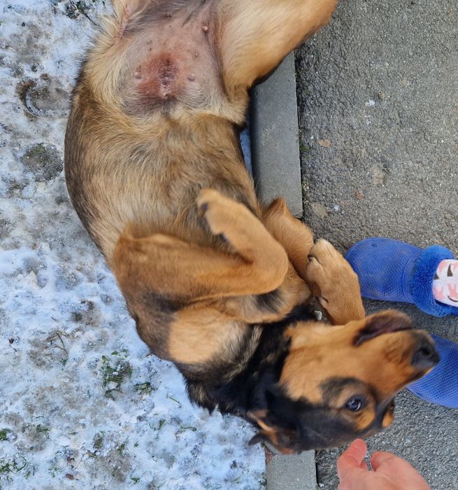 Donez caine femela si mascul