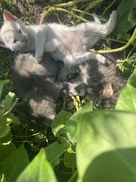 Ищем семью для котят.