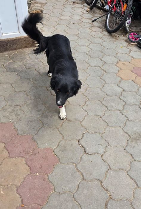 Ofer cățelușă sterilizată spre adopție