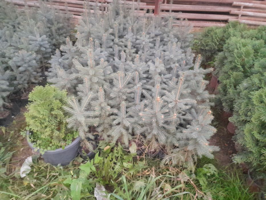 Вяз Карагаш Қарағаш