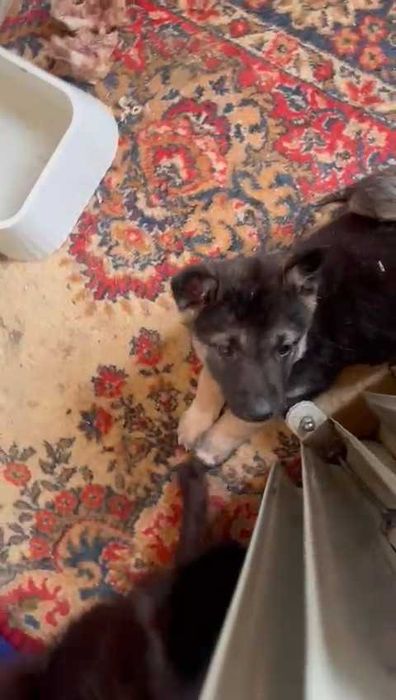 Ищем любящих хозяев! Срочно!