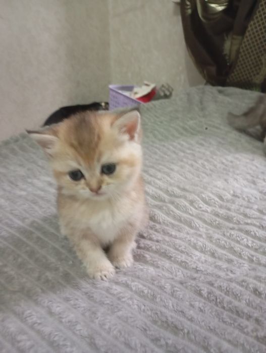 Продам породистого котенка