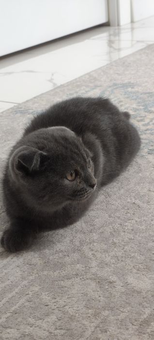 Котёнок 2 месячный очень ласковый