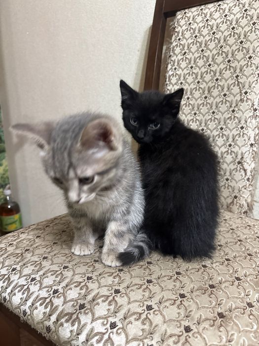 Отдам котят в хорошие руки