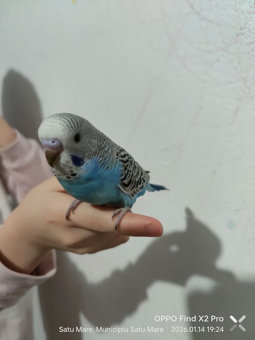 Perusi 5 buc, 3 pui și părinții din decembrie 2025