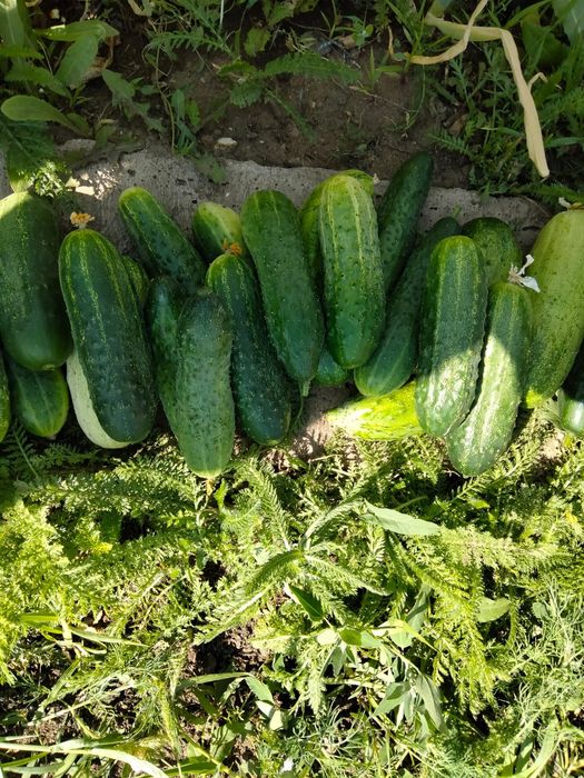 Дача продаётся оптимист(бывшая Литейшик)