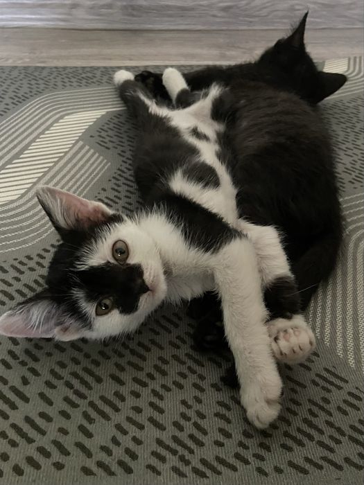 котёнок (кот / он) бесплатно