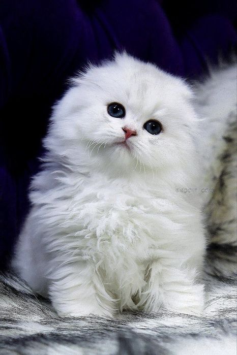 Британские Шотландские Серебристые поинт шиншиллы