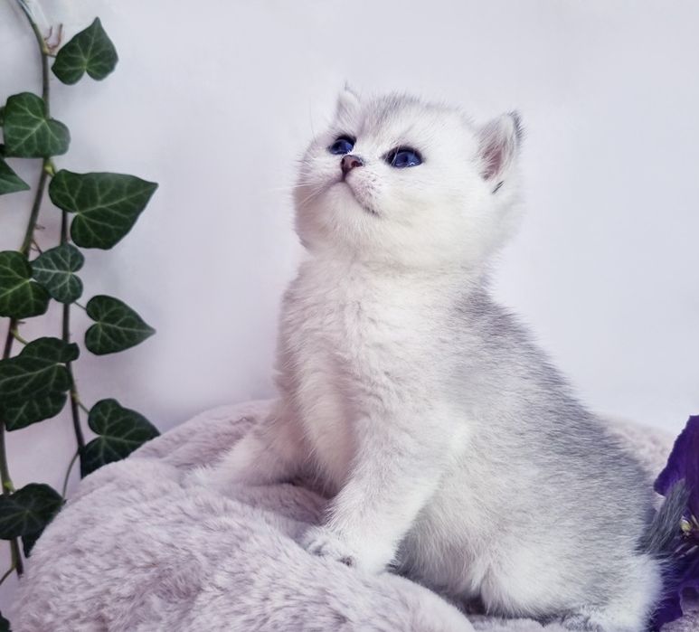 Британская шиншилла