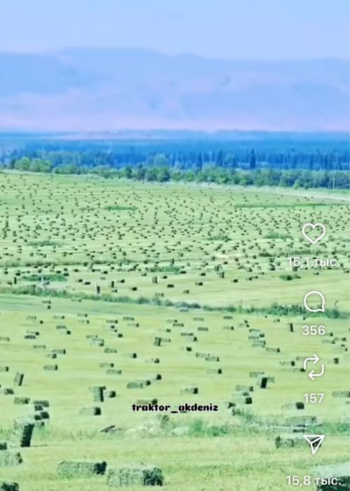 Жоңышқа ұрығы местный семена клевера