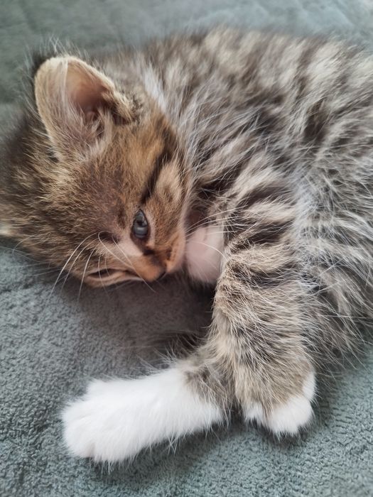 Отдам котят в хорошие руки