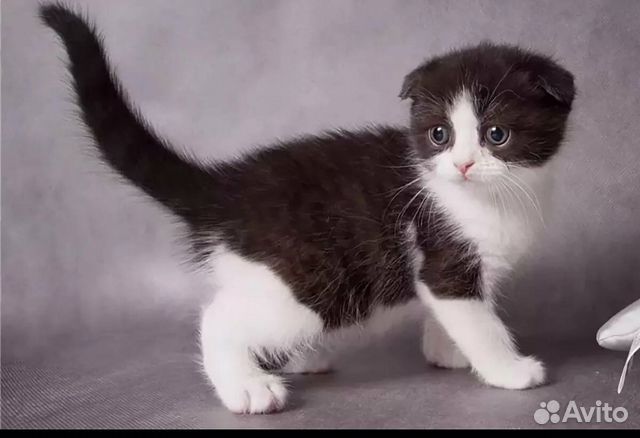 Шотландская малышка