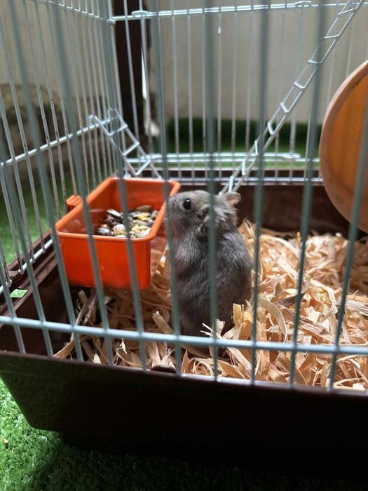 Hamster pitic gri
