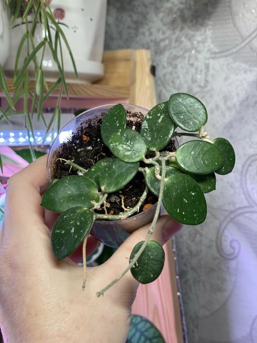 Укорененные черенки хой