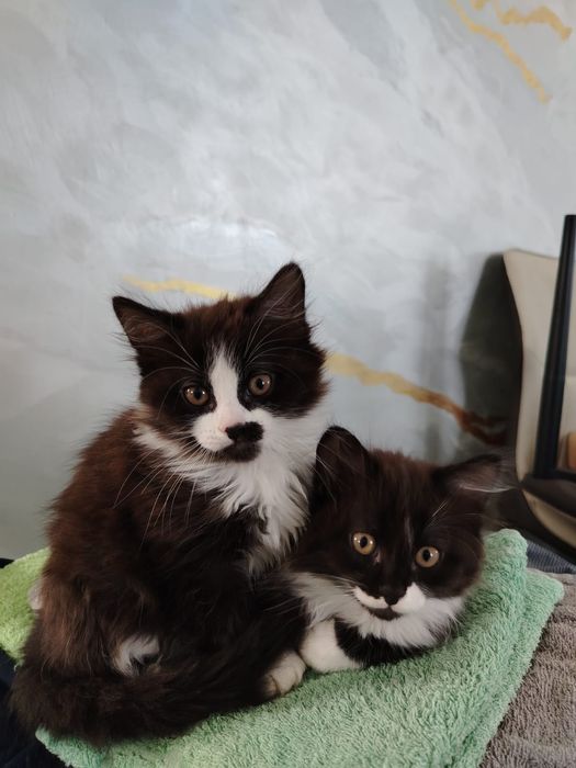 Продам котят красивые игривые