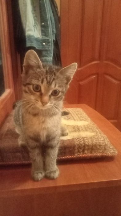 Котик в добрые руки