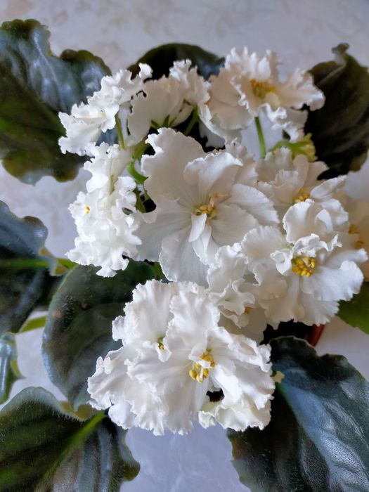 Продам молодые розетки фиалок