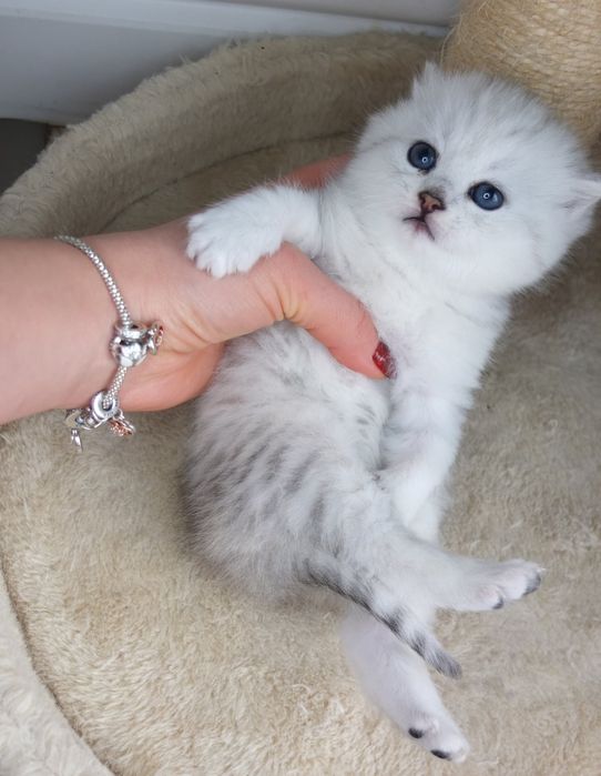 Британско коте сребърна чинчила