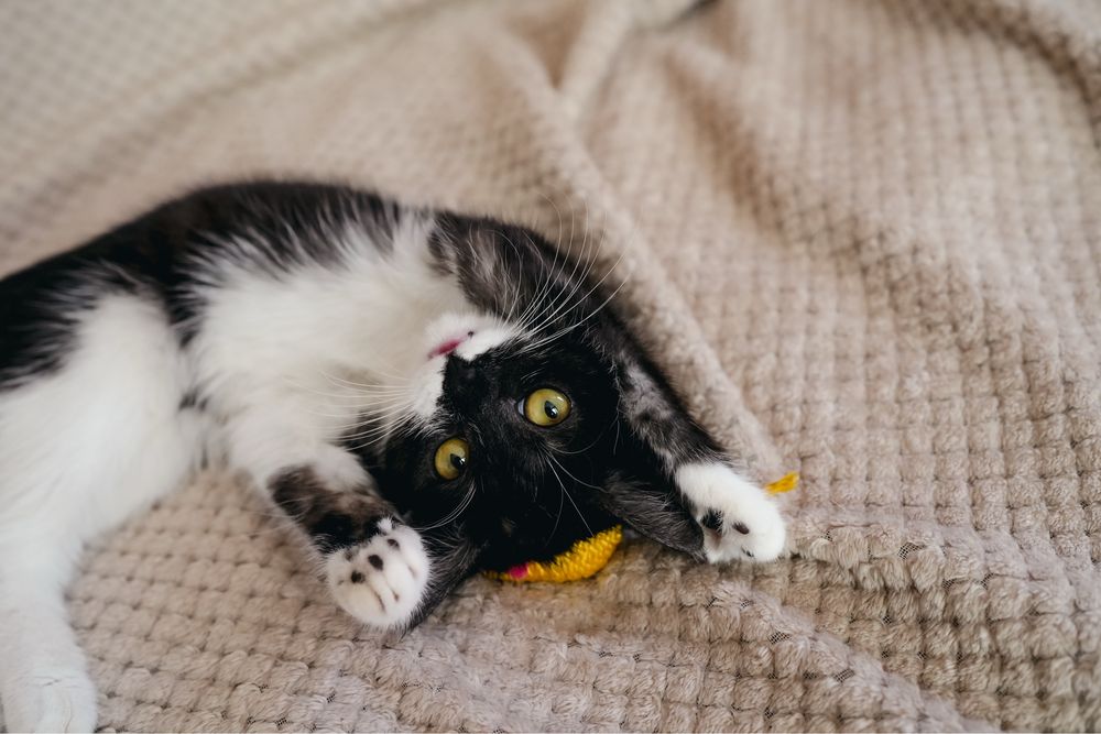 Отдаем котенка в хорошую и любящую семью