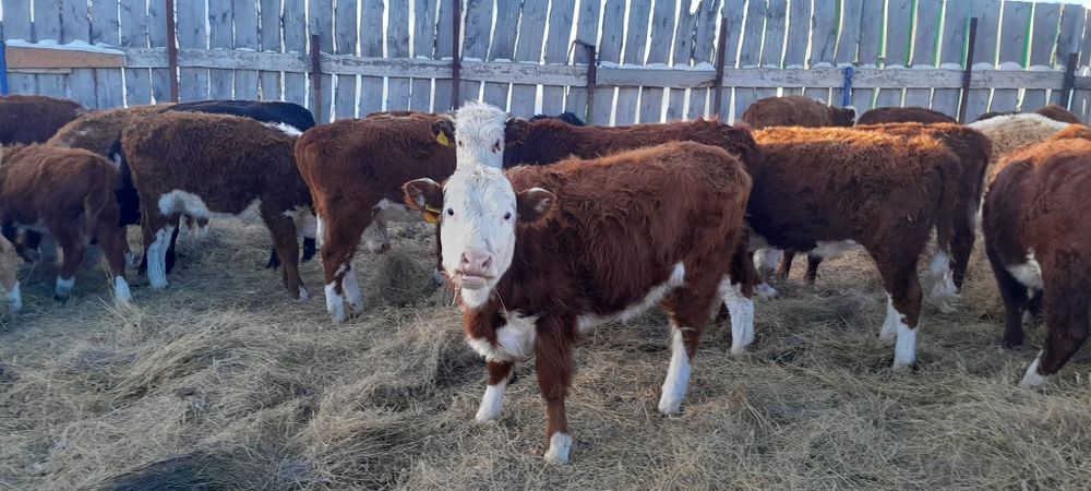 5 бас ақбас баспақтар сатылады ұрғашы 2025 жылқылар.