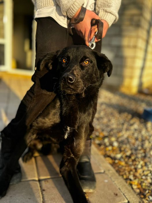 Красивый клёвый черный пес