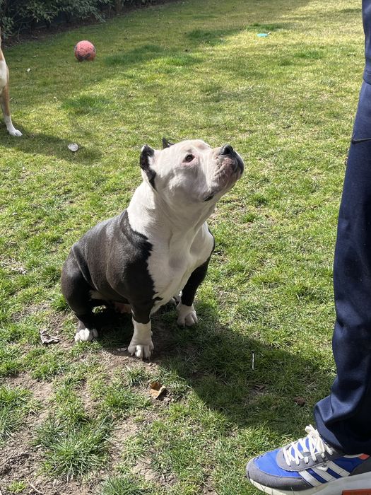 Американско Були Покет