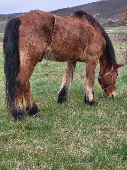 3 caii de vanzare la pachet