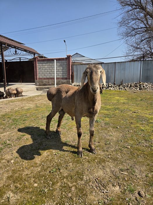 Ұрықтыққа бір жасар арашан қошқарлап
