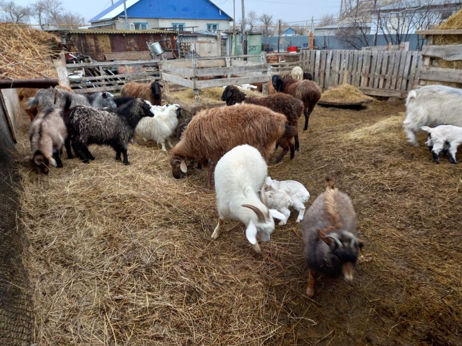 Қой ешкілер сатылады