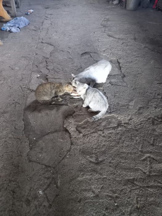 Отдам кошку и котят